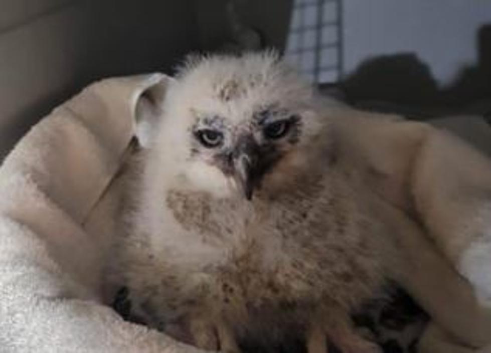 Baby Owlet Discovered out of His Nest is Now in Wildlife Center