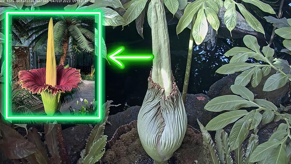Flower with ‘Putrid Stench’ Ready to Bloom in New York