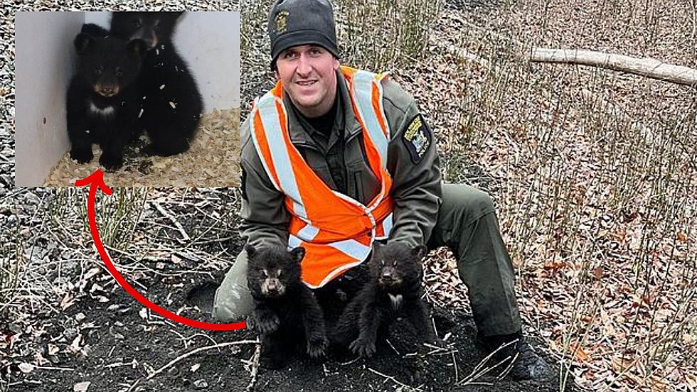 Motherless Bear Cubs Healing and ‘In Good Shape’ at Hunter, NY Wildlife Center