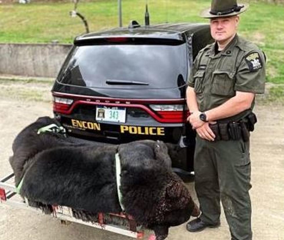 Bear Seized After Being Killed Illegally in New York