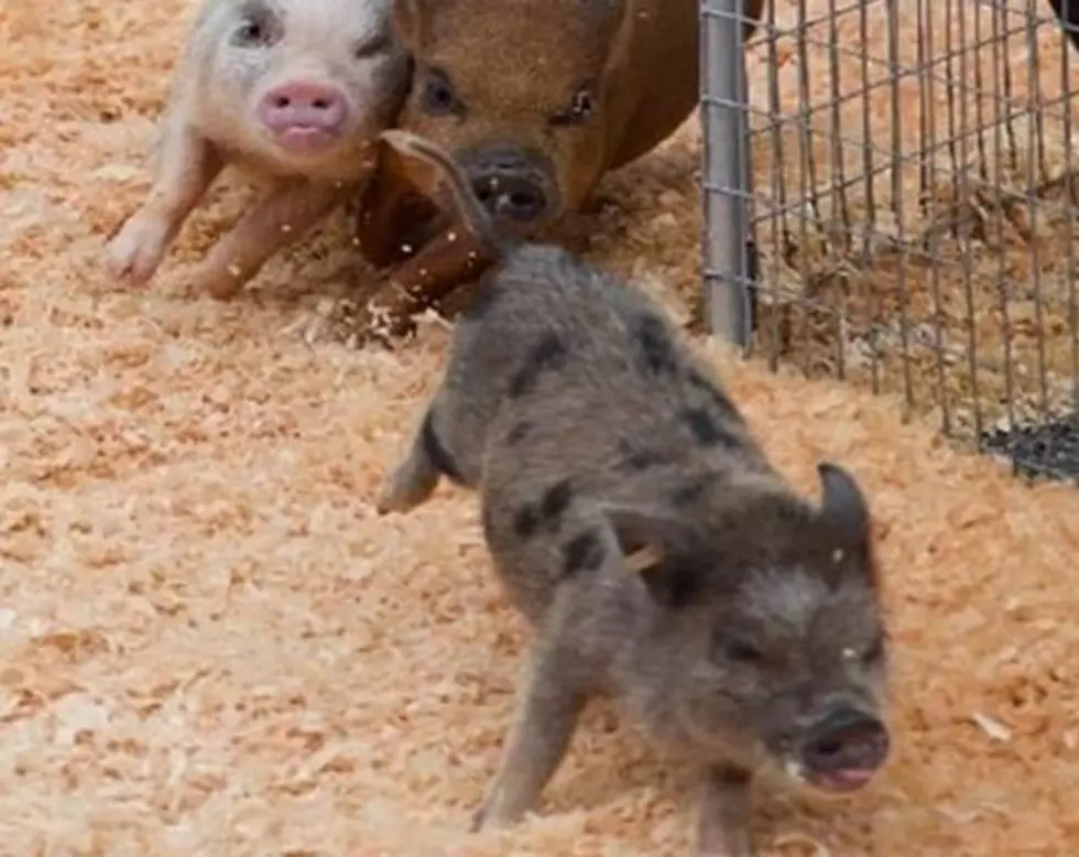 Ulster County Fair Pig Race