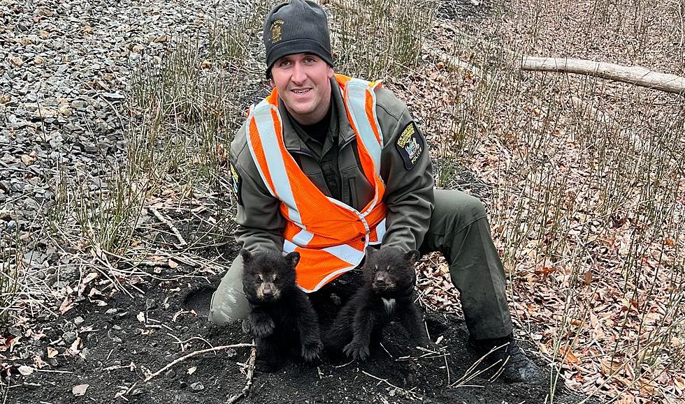 Bear Cubs Rescued Near Pawling, NY Train Tracks