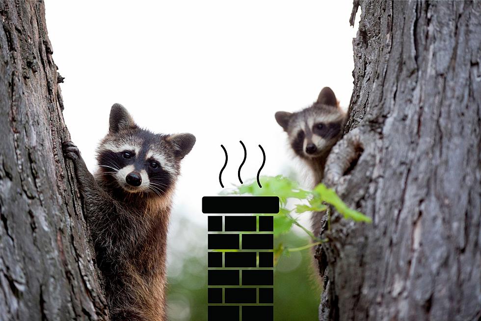 LOOK: Two Young Raccoons Stuck in New York Chimney