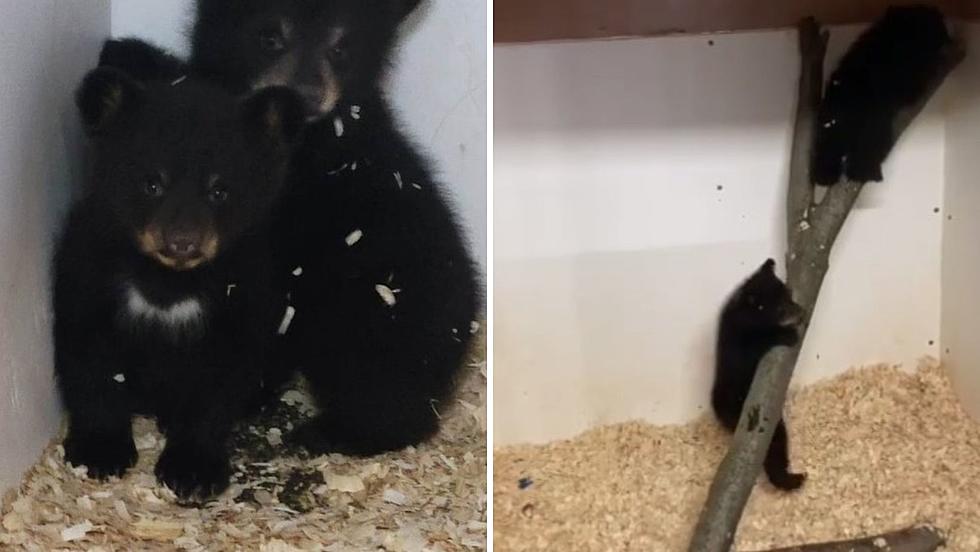 Injured Pawling, NY Bear Cubs Reach New Heights in Recovery