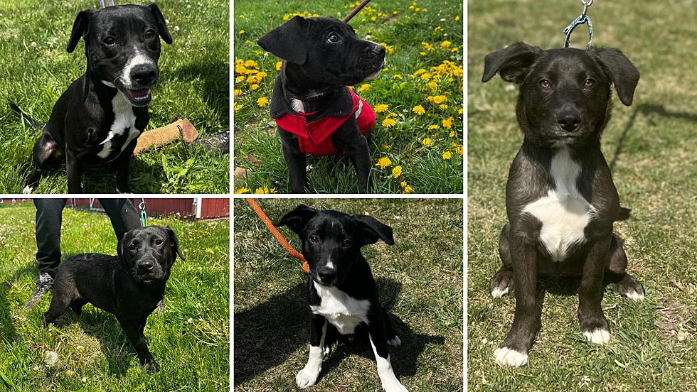 ¿Por qué estos cachorros de Wappinger Falls no están siendo adopt
