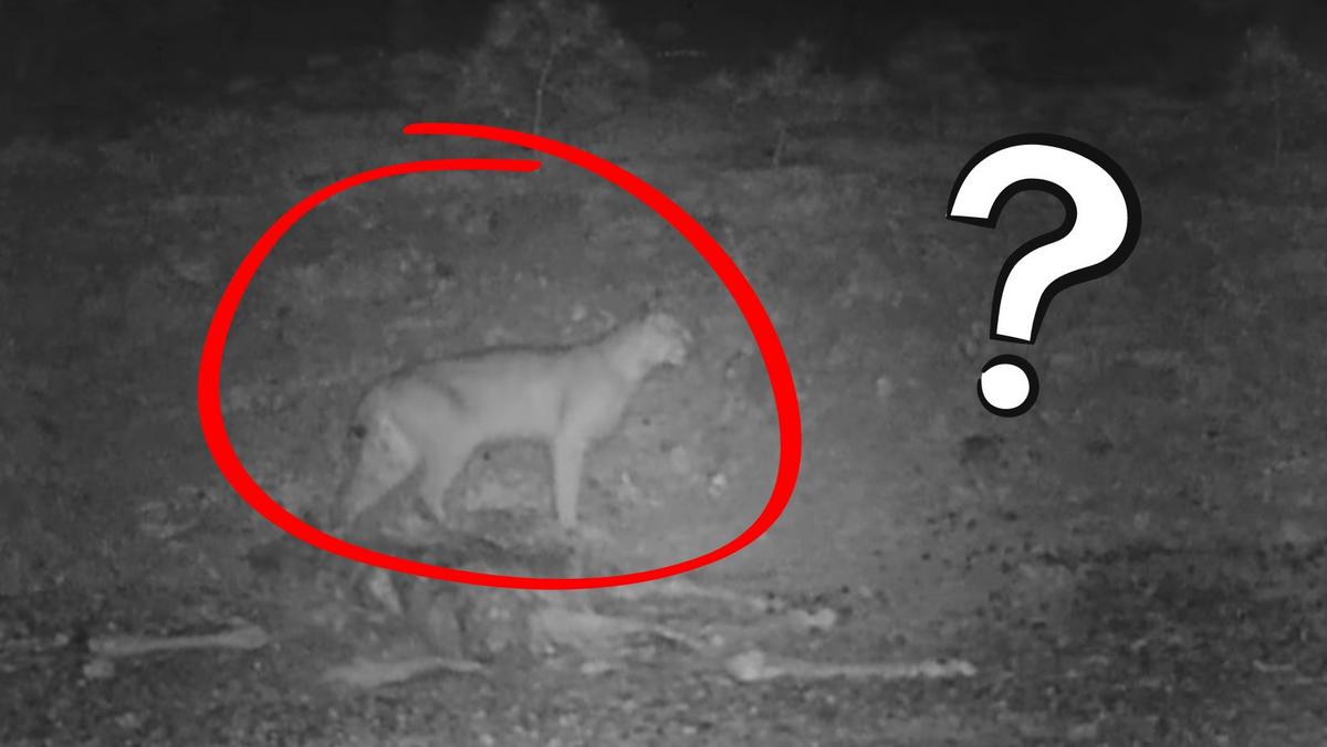 Predator Caught 'Mystery Predator' Caught on Camera Attacking Deer in Upstate, NY