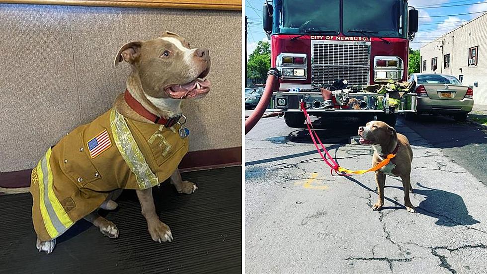 Renowned Newburgh, NY Fire Dog to Begin Well-Deserved Retirement This Week