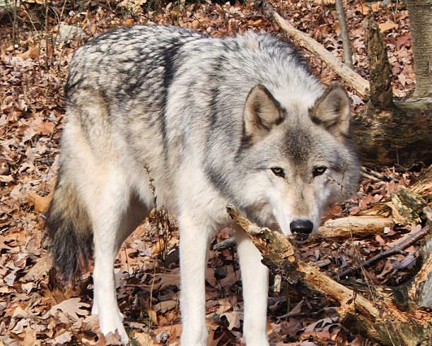 Wolf Birthdays Celebrated at Preserve Near New York [Video]