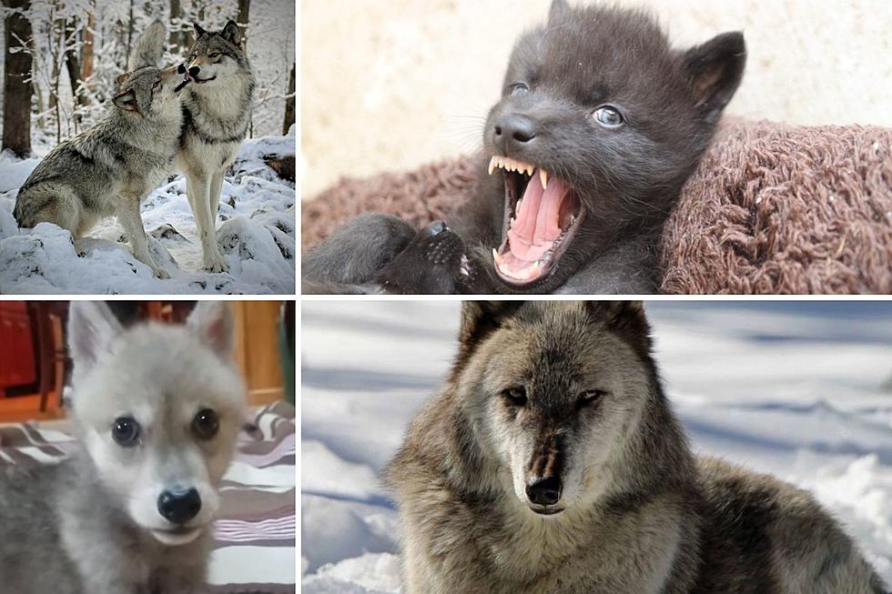 Wolf Birthdays Celebrated at Preserve Near New York [Video]