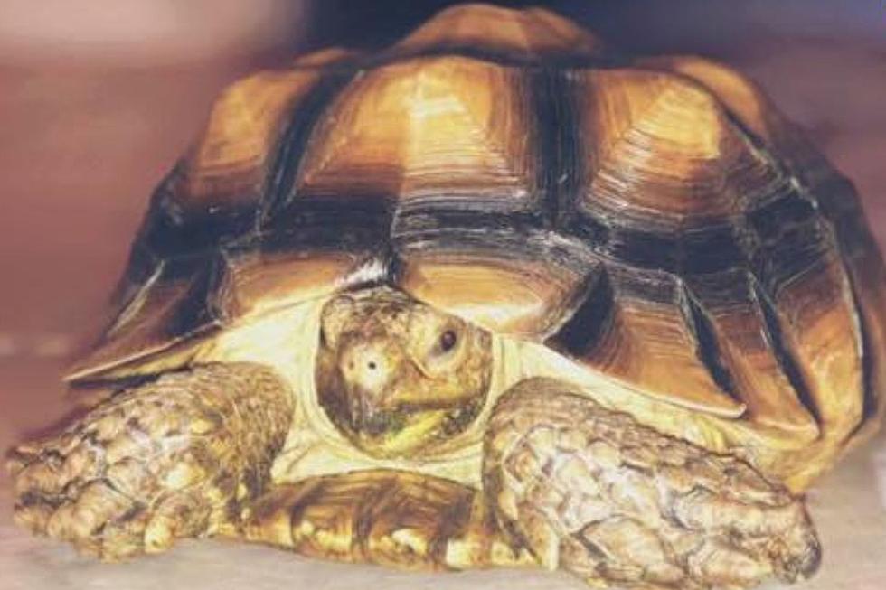 Reward Being Offered to Help Locate Lost Hudson Valley Tortoise