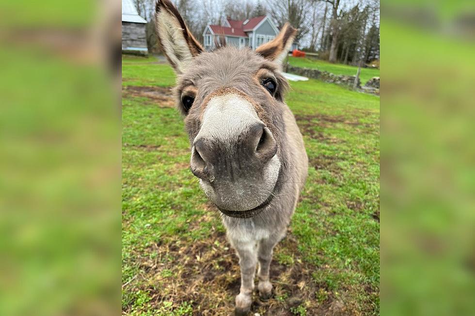 Donkey Walks are Now Available at This Hyde Park Farm