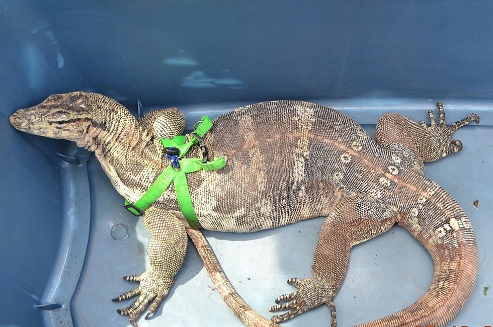 Sale of 'Dangerous' 5 Foot Lizard Intercepted in Sullivan County