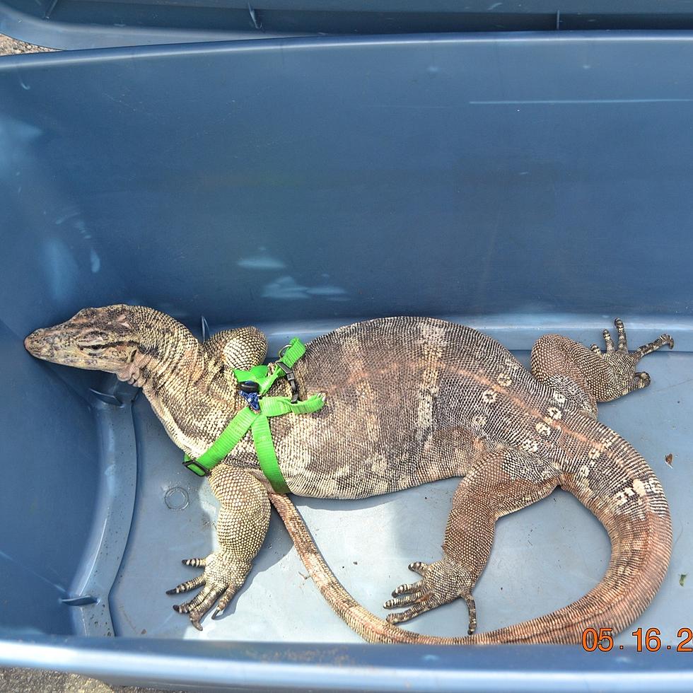 Sale of &#8216;Dangerous&#8217; 5 Foot Lizard Intercepted in Sullivan County