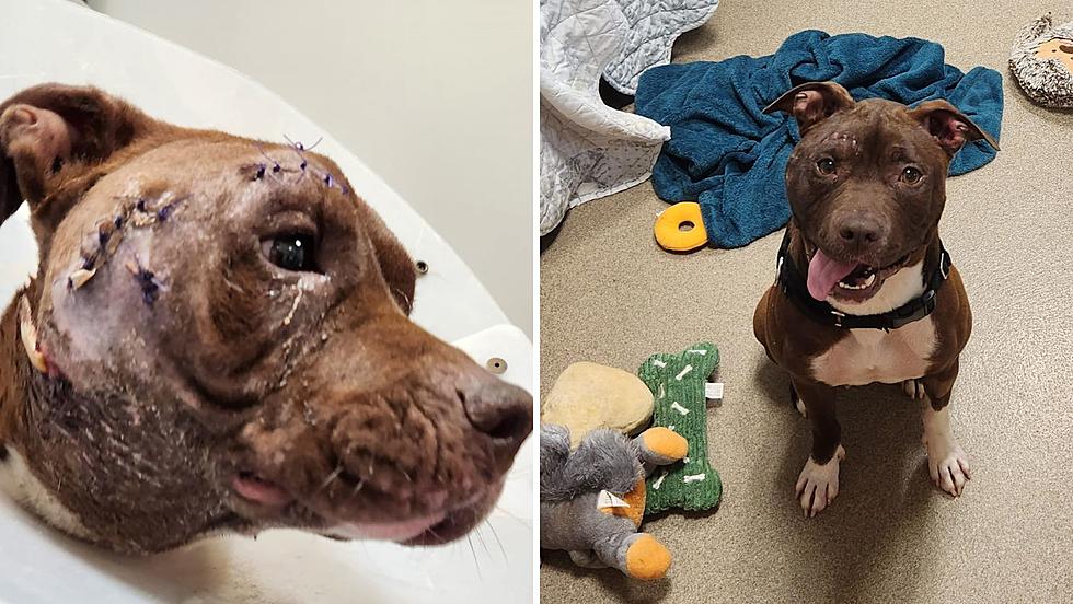 Justice For Zola: Sullivan County Rescue Fights for Abused Pup