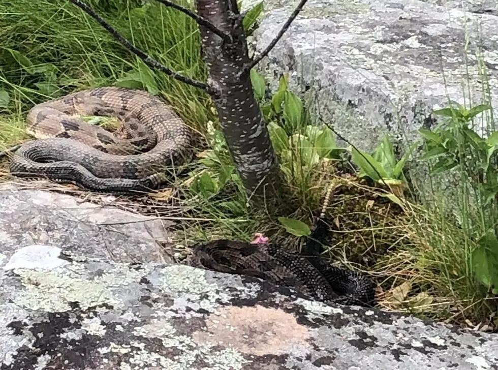 Rattlesnakes Return to Popular Woodstock, NY Hiking Trail