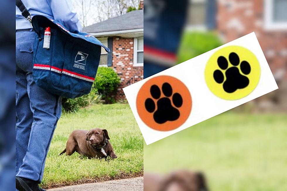 Should New York Adopt the USPS Paw Program?