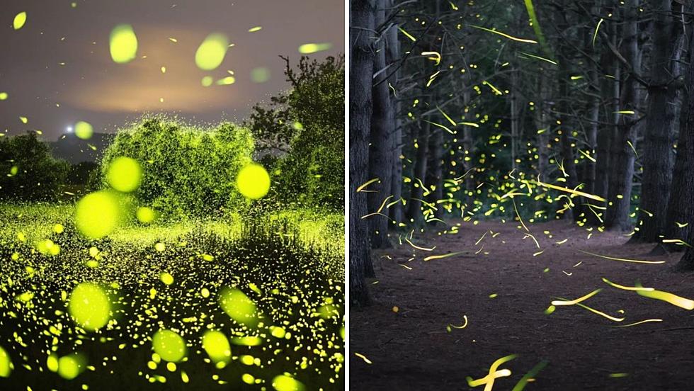HV Photographer Captures Breathtaking Photo of Glowing Fireflies