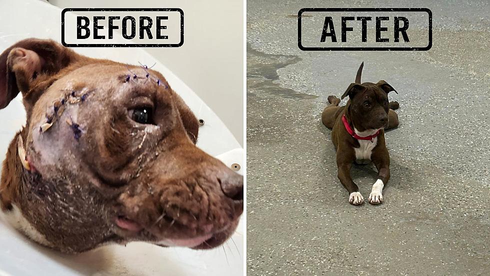 Perro de Monticello, Nueva York, obtiene una segunda oportunidad de entrenamiento de por vida con la organización K9