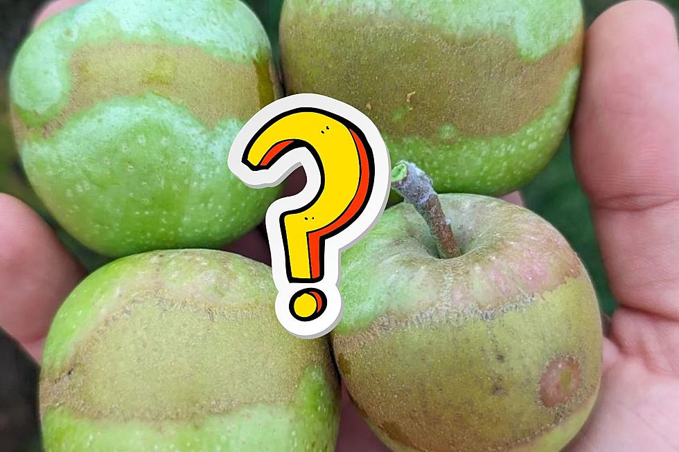 What Caused The Marks On Apple Crop In New Paltz