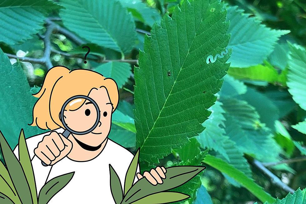What Does a Zigzag Pattern Chewed Out of a Leaf in New York Mean?