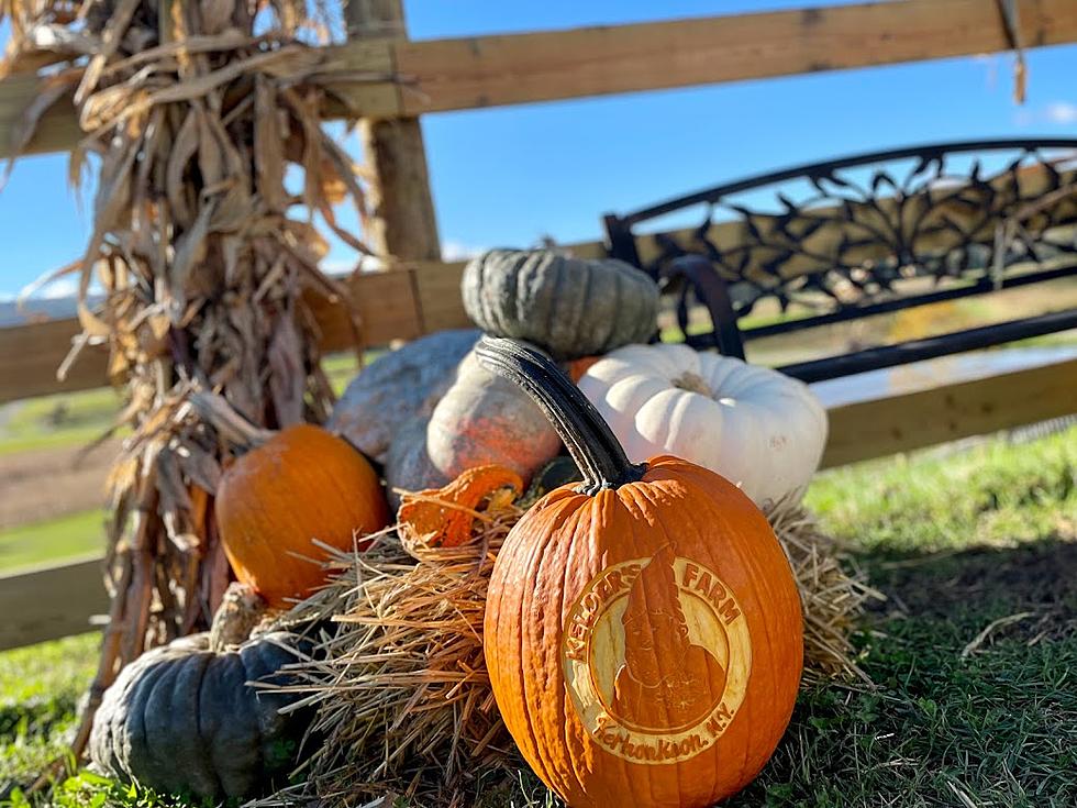 Popular Kerhonkson, NY Pumpkin Patch Could Be Named Best in US