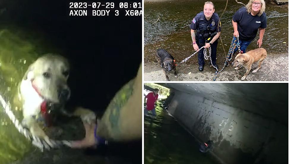 "Canine Loyalty" Helps Liberty Police Save 2 Dogs from Water
