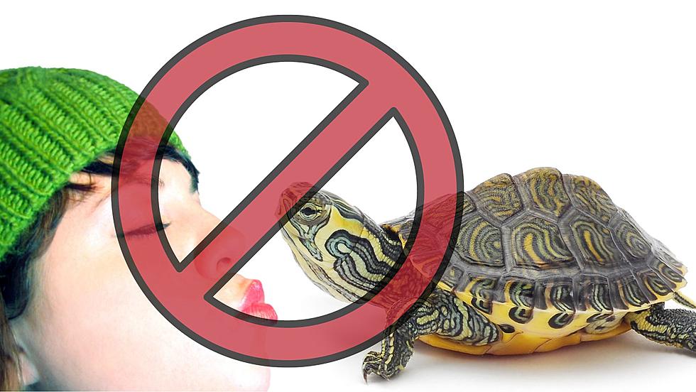 CDC: “Don’t Kiss Your Turtle,” Pet Turtles Linked to Salmonella Cases in NY