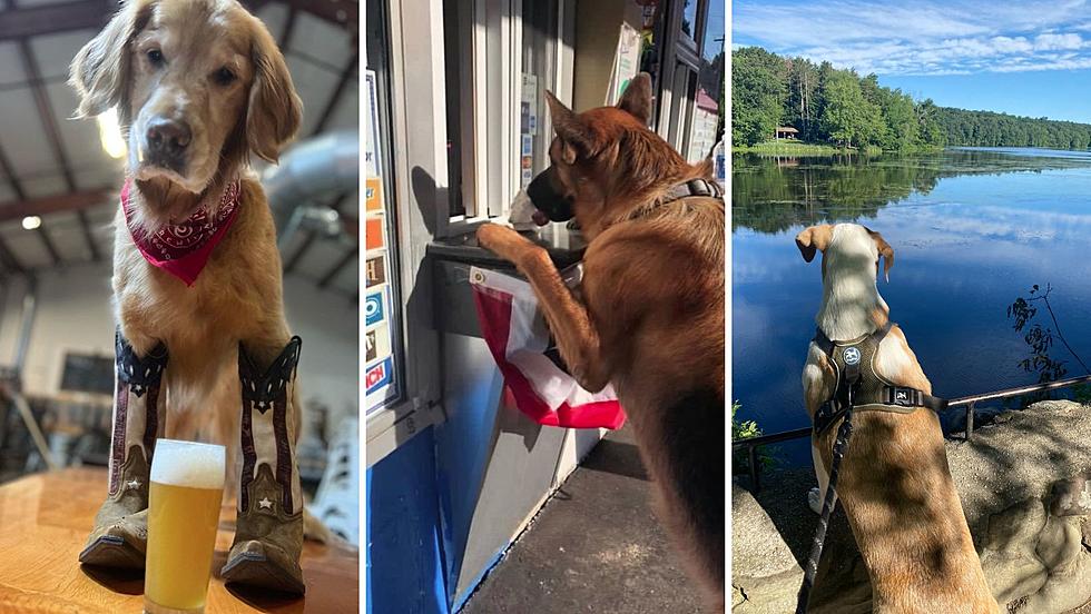 10 Places to Take Your Pup on a Hudson Valley Dog Day Date