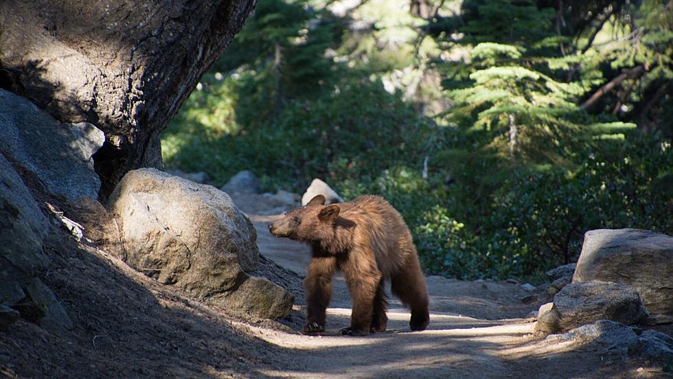 Bear Stalks Hiker at Popular Greene County Trail