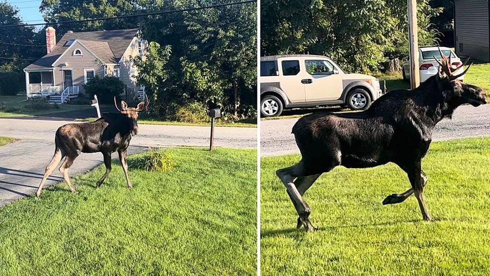 Moose Frolics Across Front Lawn Surprising Hyde Park, New York Family