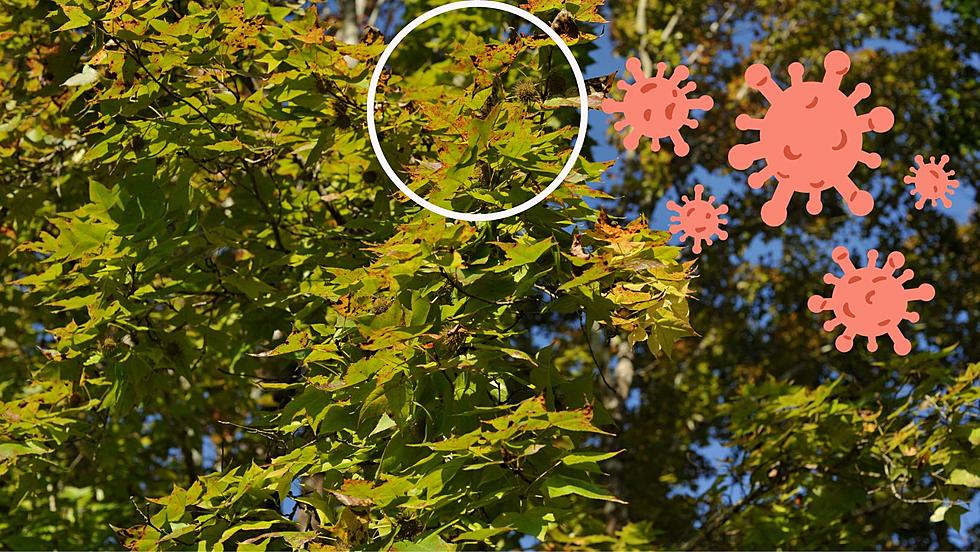 Spotting This Sign on Your Maple Tree? It Might be Infected with a Fungus!