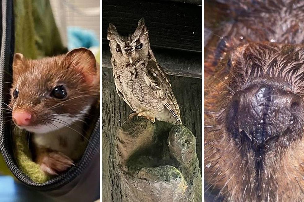 These Animals Have One Thing In Common at this New York Zoo