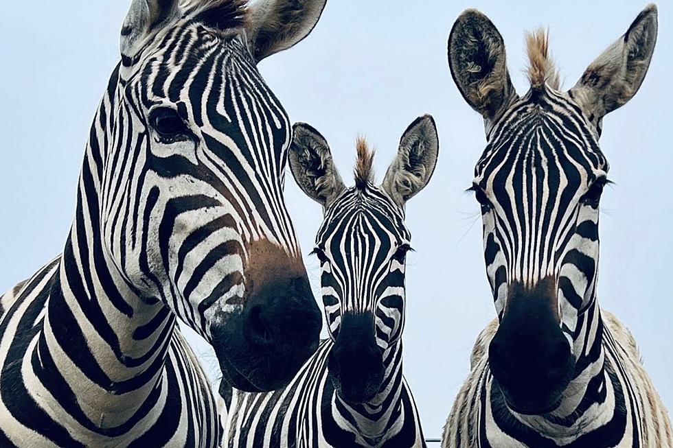 Survival Instinct: Lost Zebra Spends Night In Hudson Valley Woods