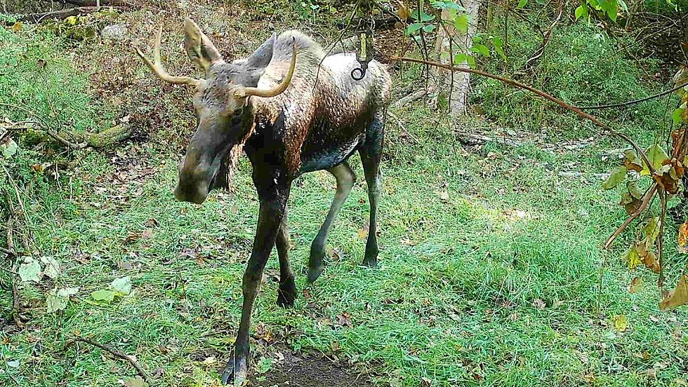 Moose Poses For Trail Cam Photos in Poughkeepsie, NY