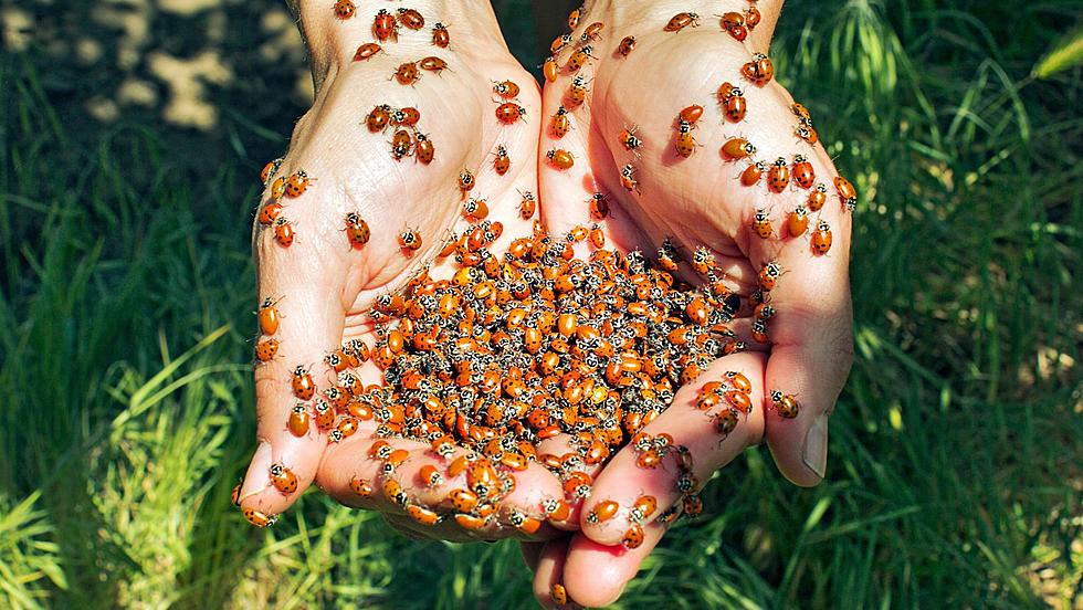 Why Are Ladybugs Invading the Hudson Valley This Week?