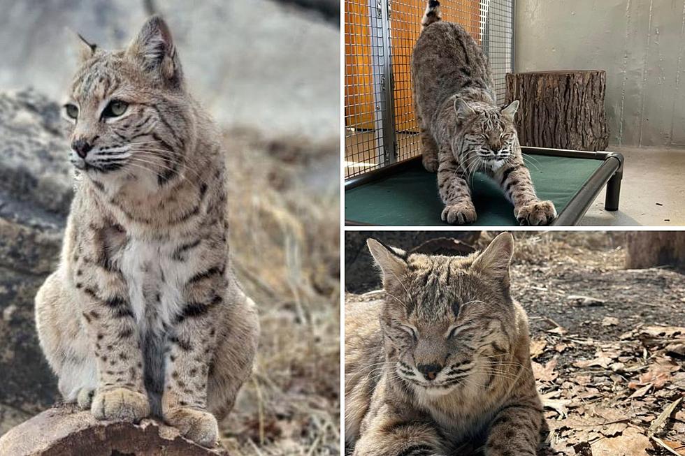 Meet Syl: Not One of the Many Bobcats Spotted in New York