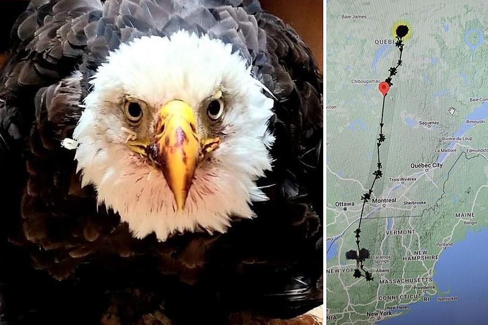 Soaring: Wildlife Rehabber Still Tracking Eagle In New York