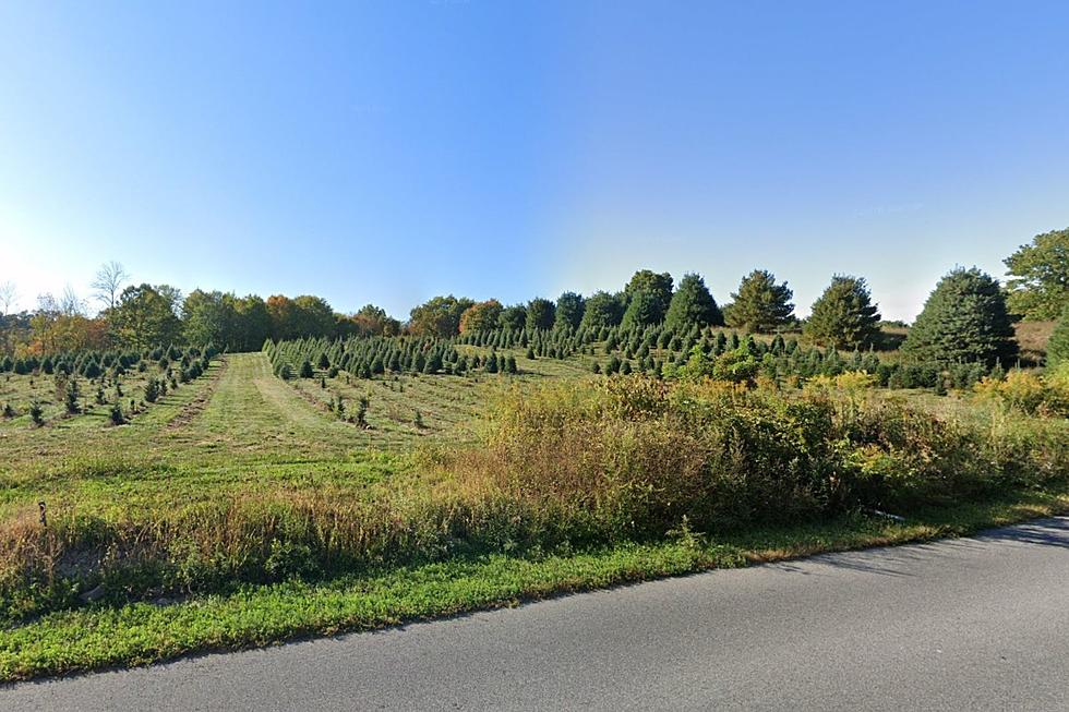 This Popular Poughkeepsie Christmas Tree Farm is Closed Already?