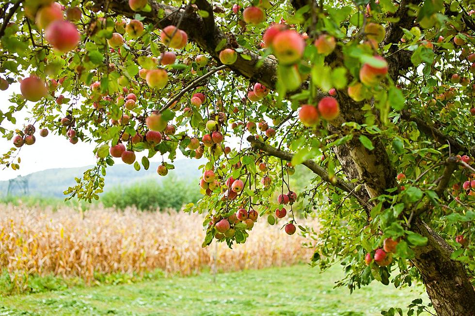 New York Apple Orchard & Farm Stand Closing After 54 Years