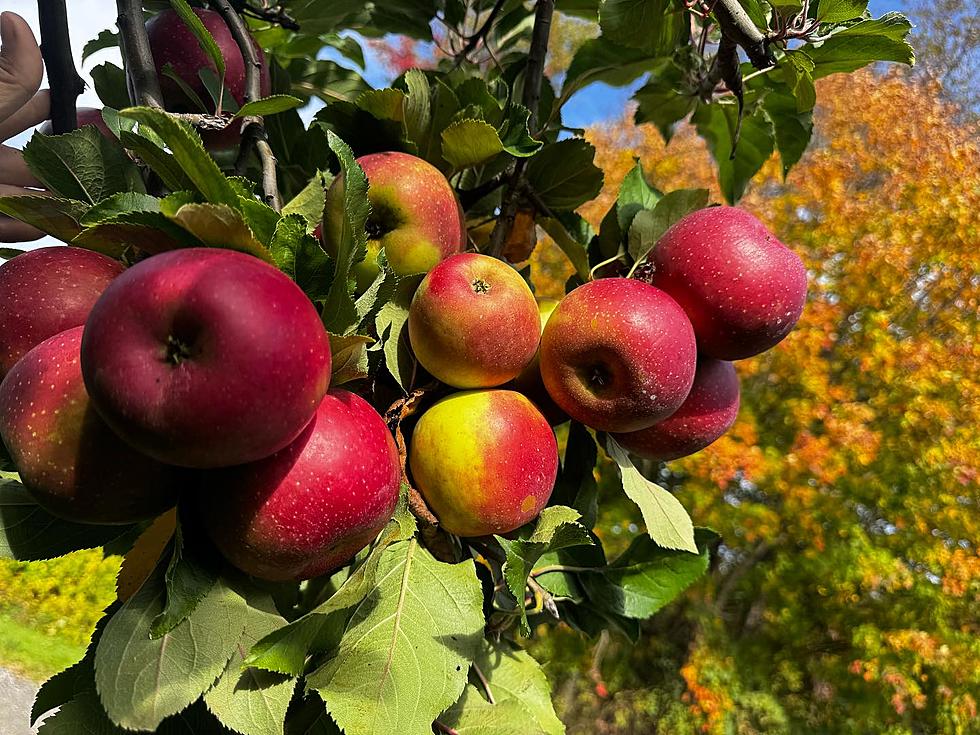 Hudson Valley Farm Dealing With "Apple Picking Apocalypse"