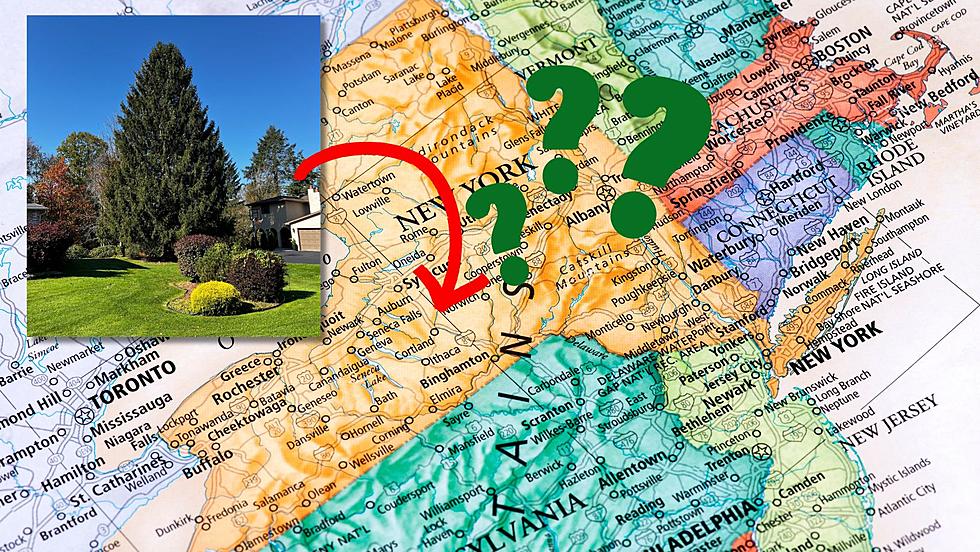 Where is the 2023 Rockefeller Christmas Tree From? Hint: It’s in New York State