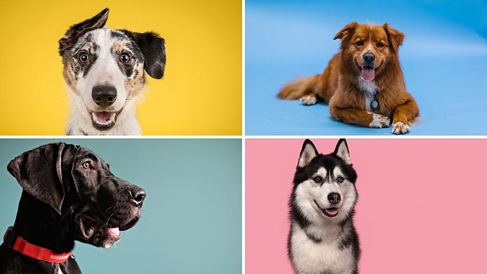 American Kennel Club Releases Top 20 Dog Names for 2023