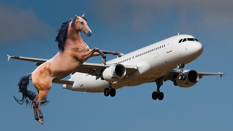 Horse Breaks Loose on JFK Flight to Belgium, Plane Forced to Return to NY