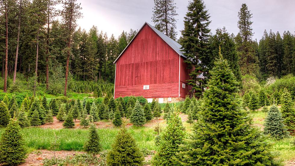 Has a Christmas Tree Shortage Hit the Hudson Valley?
