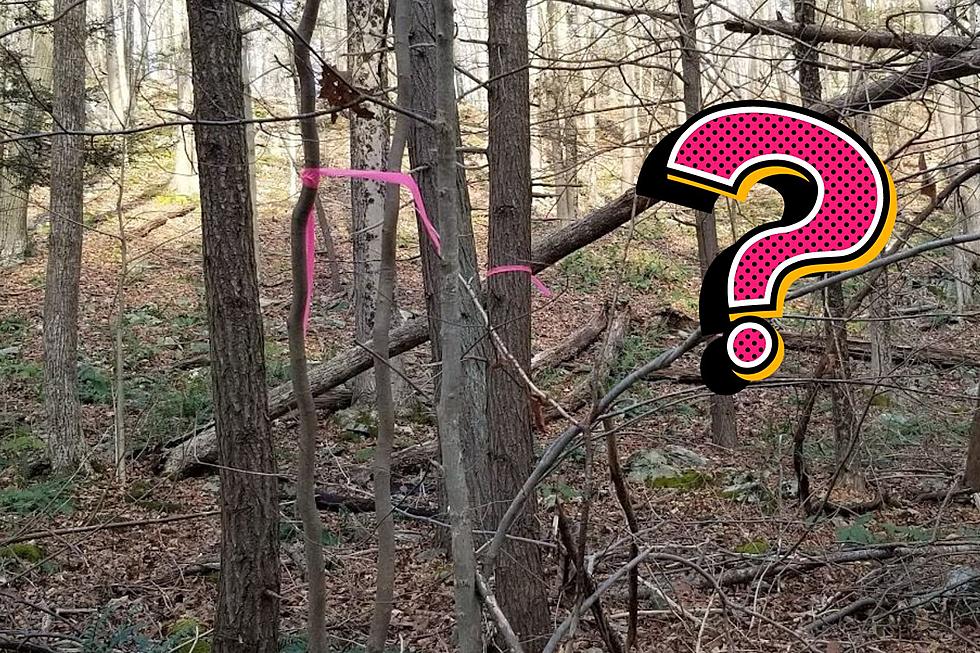 Do You Know The Reasons For Pink Ribbons On Trees In New York?