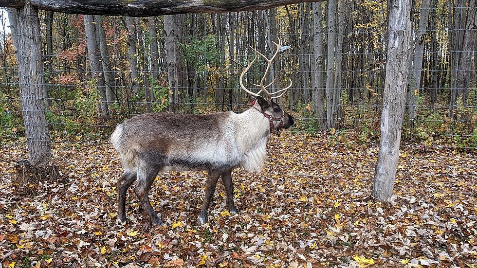 Quaint New York Farm Offers Magical Reindeer Experience