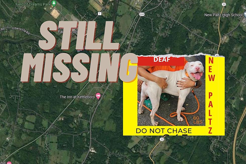 Update on Deaf Dog Still Missing from Accident In New Paltz NY