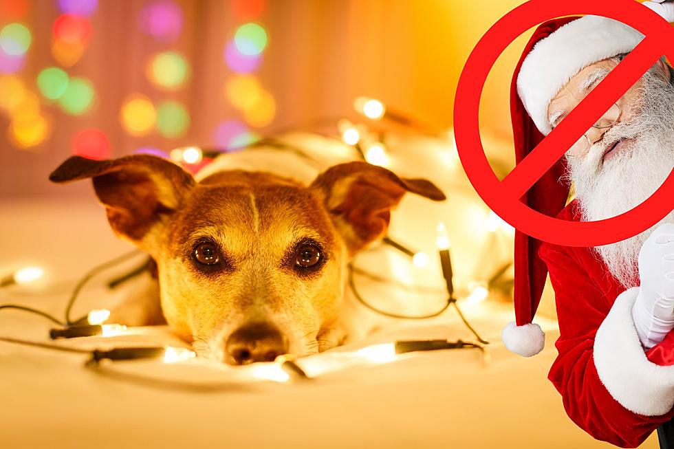 Looming Virus Causes Cancelation Of Pet Photos With Santa