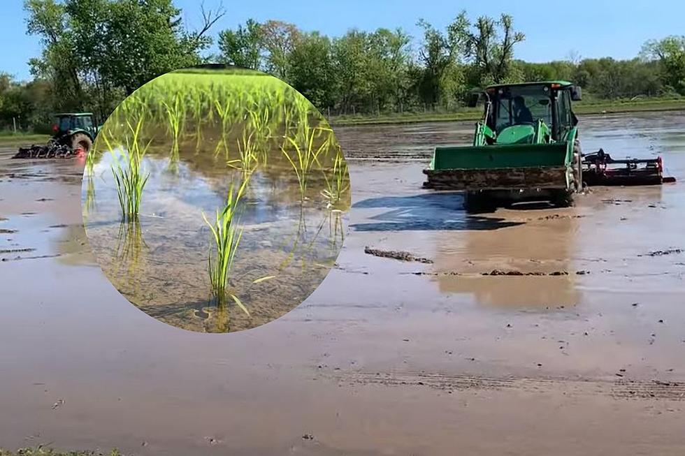 What Surprising Item Is Now Being Grown in the Hudson Valley?