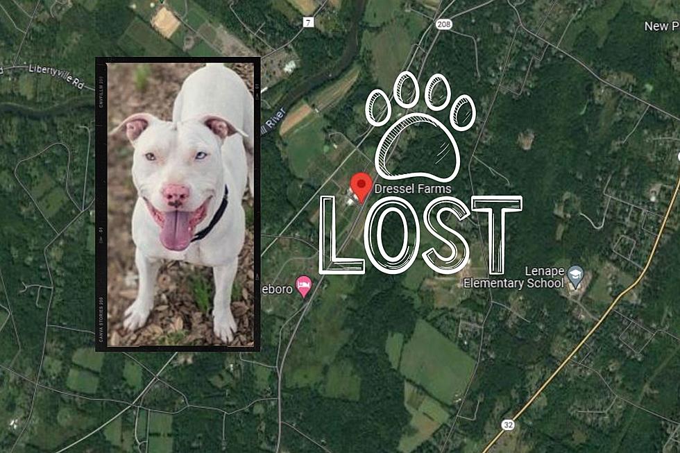 Community is Desperately Searching For Missing Deaf Dog in New Paltz